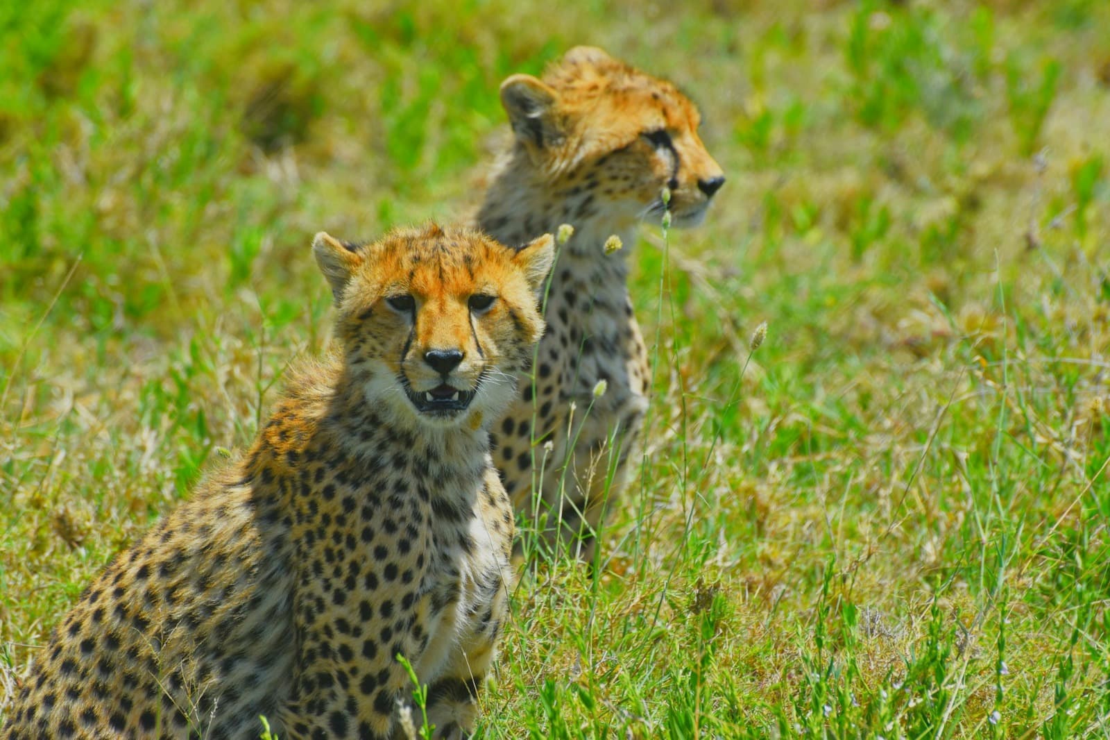Experience Tanzania Wildlife