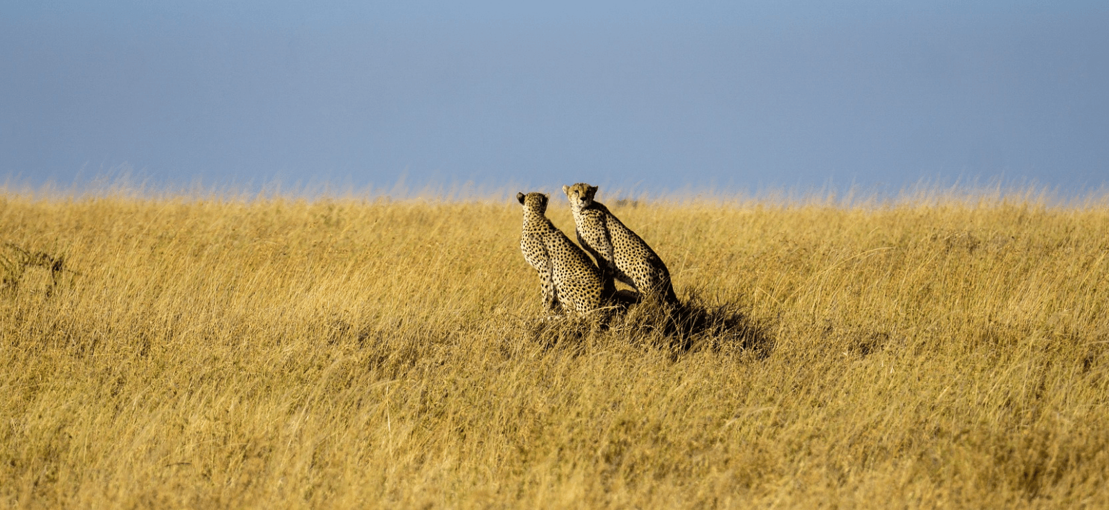 Wildlife safari in Tanzania