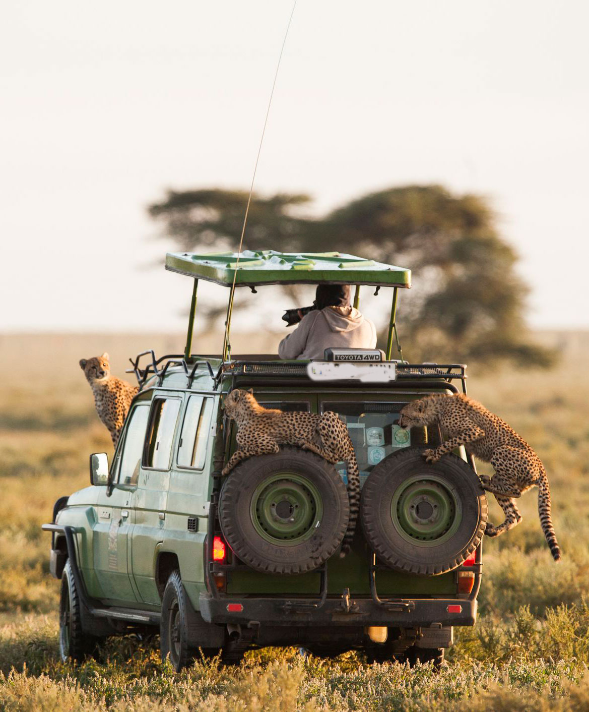 Serengeti wildlife