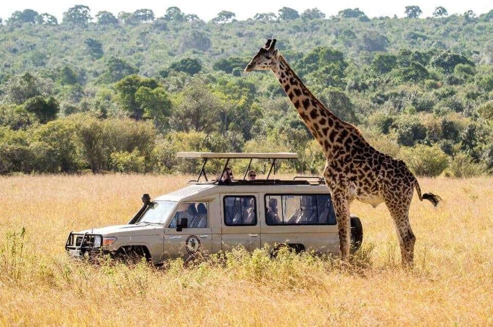 Serengeti wildlife